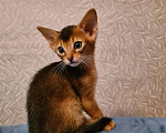 Кошки в Москве: Абиссинские котята с документами Мальчик, 25 000 руб. - фото 5