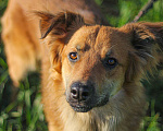 Собаки в Сергиеве Посаде: Солнечный Бучик ищет дом! Мальчик, Бесплатно - фото 4