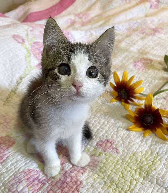 Кошки в Москве: Котенок-девочка, 2,5 месяца Девочка, 1 000 руб. - фото 1