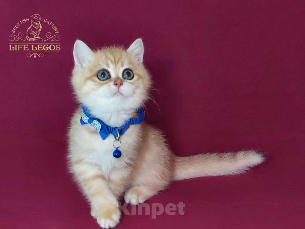 Кошки в Москве: Шотландский котёнок золотая шиншилла Мальчик, Бесплатно - фото 9