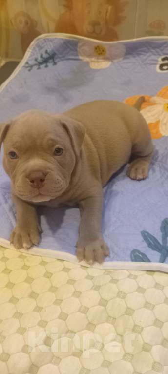 Собаки в Санкт-Петербурге: Мальчик Мальчик, 150 000 руб. - фото 3