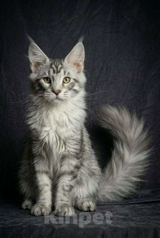 Кошки в Москве: Серебряный принц с диким взглядом! 🥈🐾 Мальчик, 40 000 руб. - фото 2