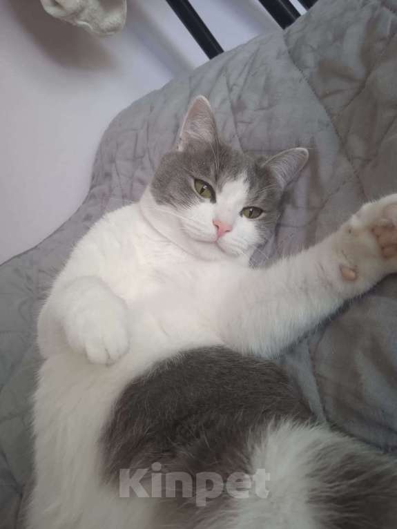 Кошки в Москве: 🐾 Малыш — молодой котик (до 2 лет) 💛 Мальчик, Бесплатно - фото 3