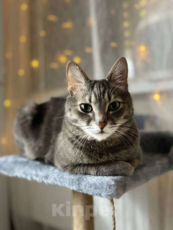 Кошки в Москве: Ищу прекрасных хозяев для кота Мальчик, Бесплатно - фото 4