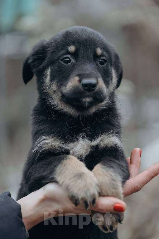 Собаки в Москве: Забава и Софико  Девочка, Бесплатно - фото 5