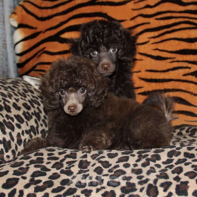 Собаки в Санкт-Петербурге: Той-пудель шоколадный мальчик СПб Мальчик, 60 000 руб. - фото 2