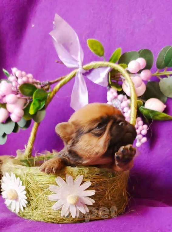 Собаки в Москве: Рыжий мальчик пти-брабансон на июль Мальчик, 40 000 руб. - фото 4