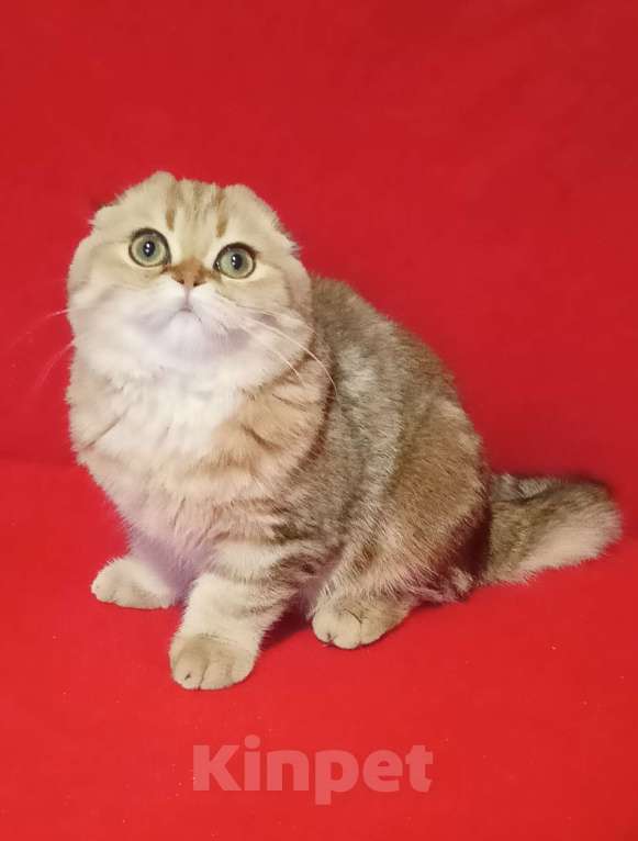 Кошки в Москве: Золотой мраморный зеленоглазый котик Мальчик, 20 000 руб. - фото 8