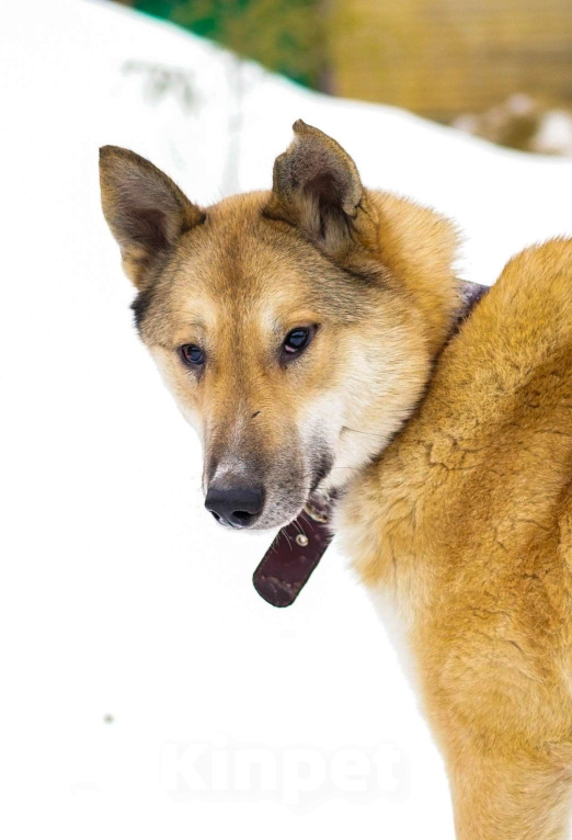 Собаки в других городах Московской области: Деймон. Пёс, который видит сердцем. Мальчик, Бесплатно - фото 9