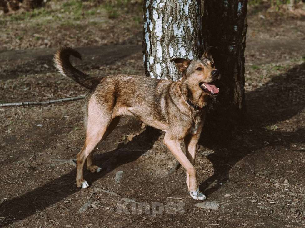 Собаки в Москве: Немо Мальчик, Бесплатно - фото 2