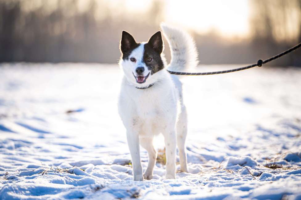 Собаки в Клине: Ласка — озорная попрыгунья Девочка, Бесплатно - фото 5
