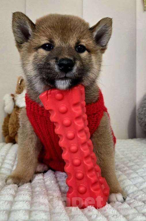 Собаки в Севастополе: Сибаину мальчик Мальчик, 45 000 руб. - фото 3