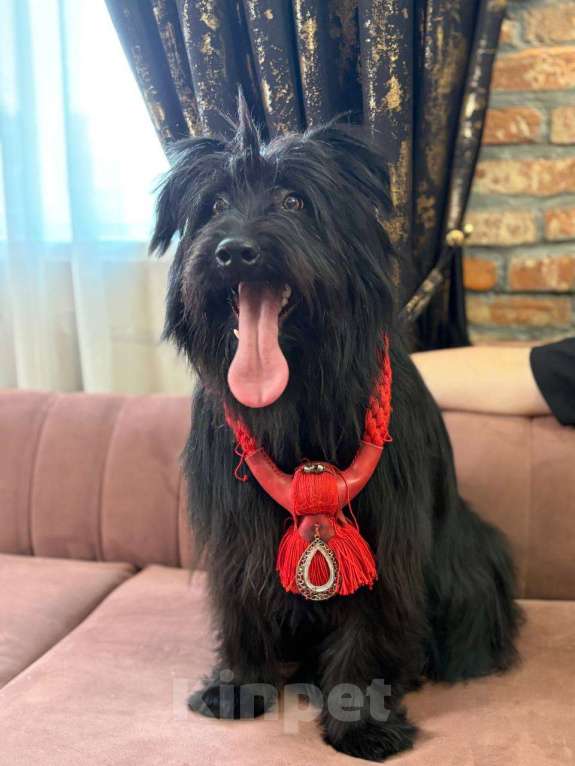 Собаки в Москве: Небольшой метис шнауцера в добрые руки Мальчик, Бесплатно - фото 2