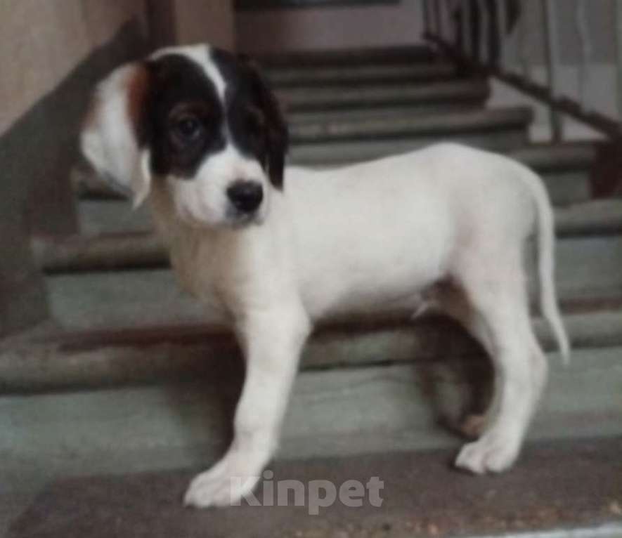 Собаки в Москве: Кевин Мальчик, Бесплатно - фото 2