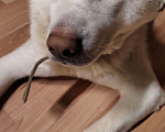 Собаки в Перми: Отдам собаку в добрые руки  Мальчик, Бесплатно - фото 1