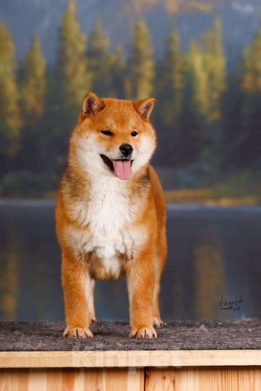 Собаки в Москве: Щенок сиба девочка Девочка, 82 000 руб. - фото 2