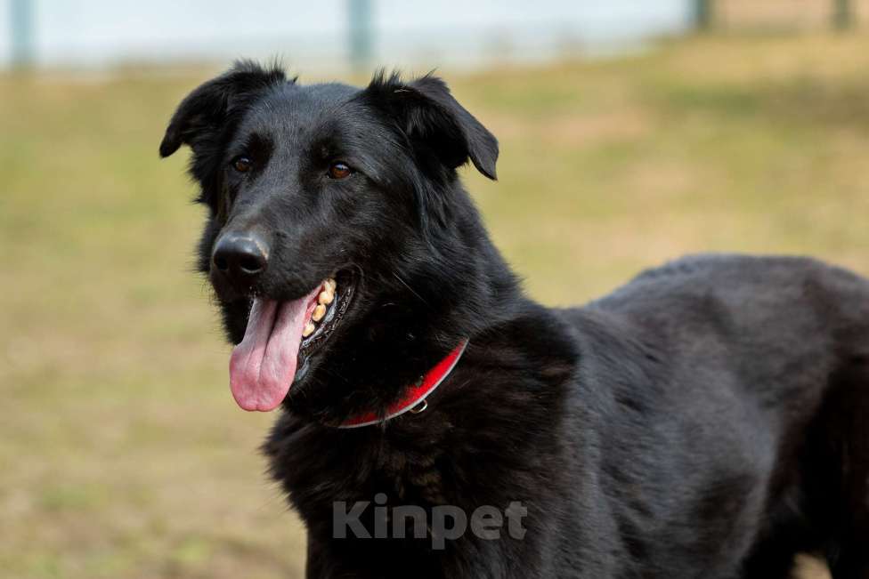 Собаки в Москве: Вальтер Мальчик, Бесплатно - фото 6