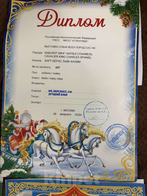 Собаки в Москве: Кавалер Кинг Чарльз спаниель щенок Мальчик, 70 000 руб. - фото 3