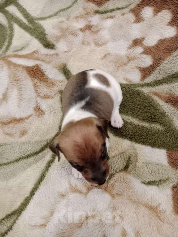 Собаки в Тольятти: Мальчик Мальчик, 20 000 руб. - фото 3