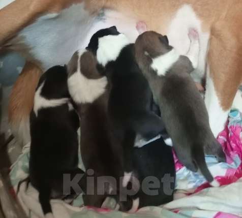 Собаки в Череповце: Щенки басенджи 15.01.2026г. Мальчик, Бесплатно - фото 1