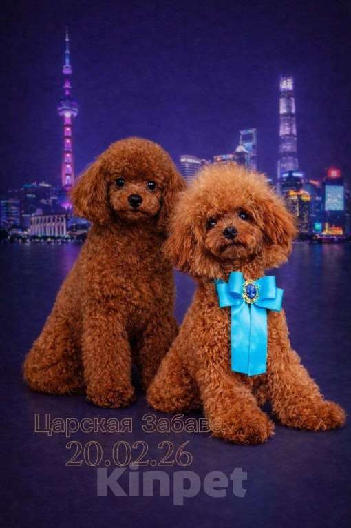 Собаки в Москве: Тедди пудель Мальчик, 45 000 руб. - фото 4