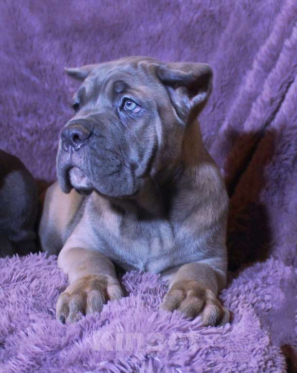 Собаки в Москве: Девочки и мальчик кане корсо Мальчик, 70 000 руб. - фото 2