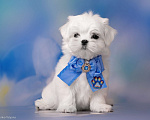 Собаки в Хабаровске: Щенок мальтезе Мальчик, 80 000 руб. - фото 1