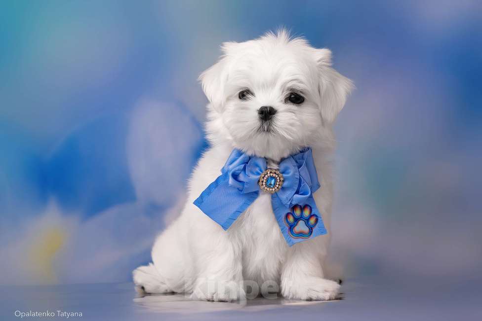 Собаки в Хабаровске: Щенок мальтезе Мальчик, 80 000 руб. - фото 1