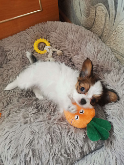 Продам щенков  континентального той-спаниеля