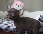 Собаки в Москве: Шоколадная девочка чихуахуа Девочка, 45 000 руб. - фото 5