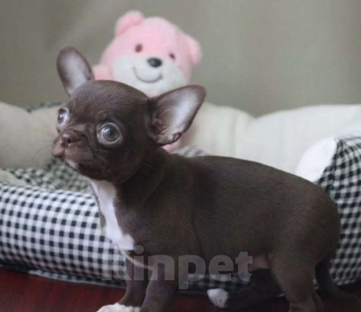 Собаки в Москве: Шоколадная девочка чихуахуа Девочка, 45 000 руб. - фото 5