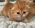 Кошки в Нижнем Новгороде: Шотландская вислоухая кошечка Девочка, 30 000 руб. - фото 1