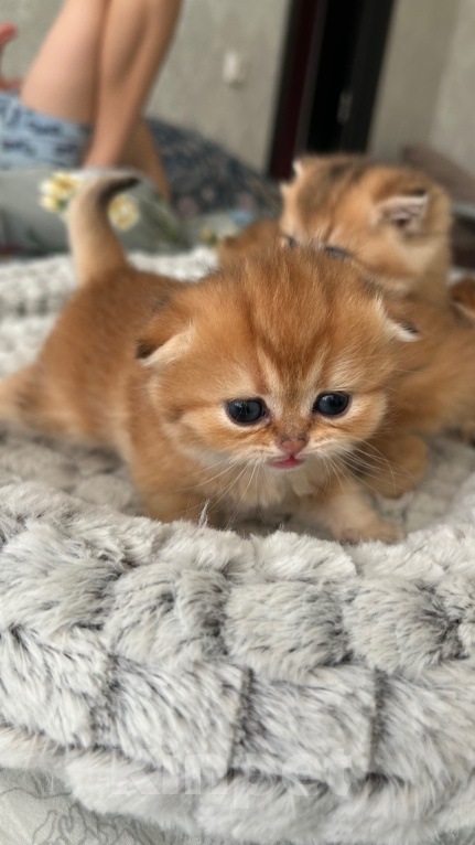 Кошки в Нижнем Новгороде: Шотландская вислоухая кошечка Девочка, 30 000 руб. - фото 1