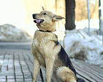 Собаки в Москве: Ода в добрые руки Девочка, Бесплатно - фото 5