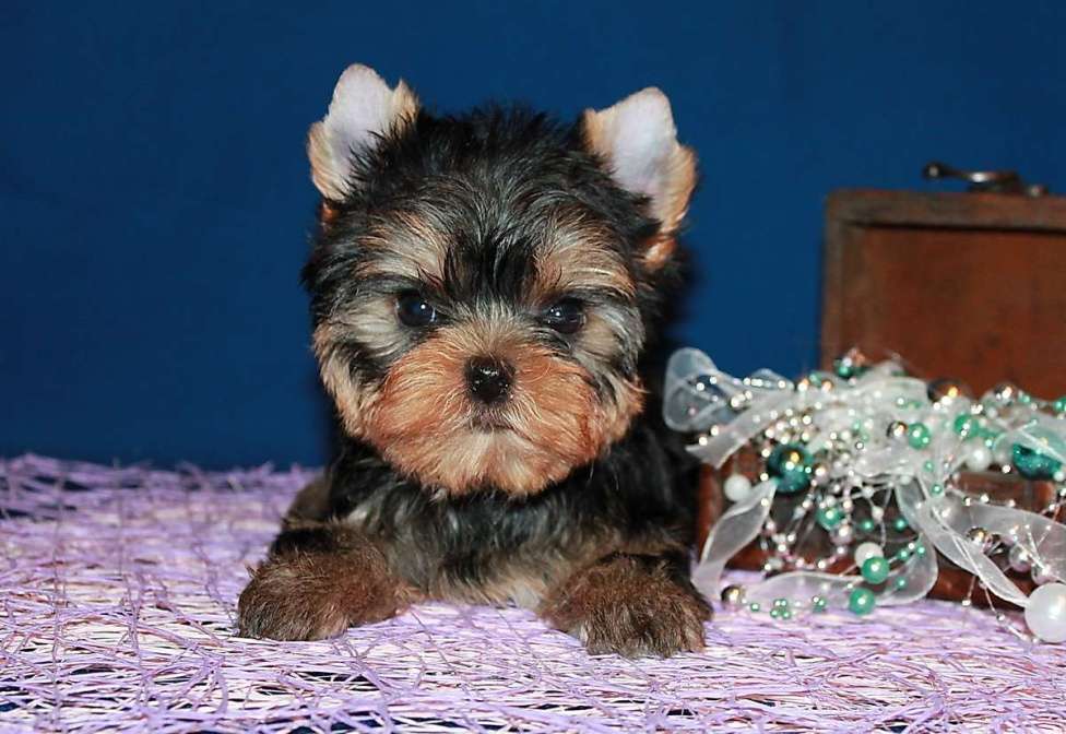 Собаки в Москве: Маленький мальчик, Лидер. Мальчик, 80 000 руб. - фото 3