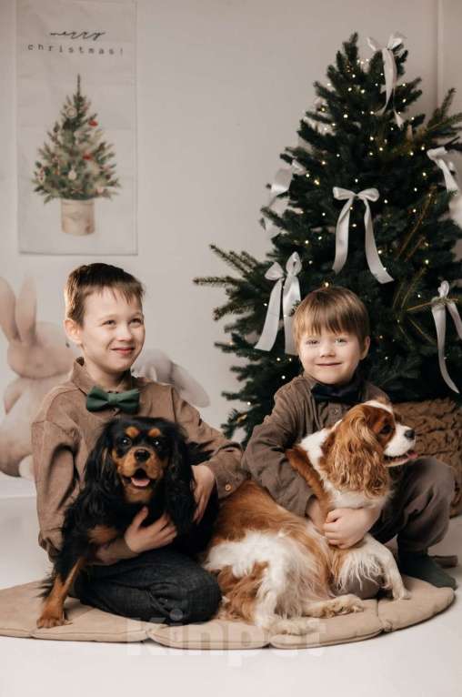 Собаки в Москве: Щенки Кавалер Кинг Чарльз спаниель Мальчик, 100 000 руб. - фото 9