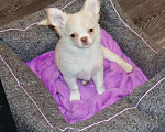 Собаки в Москве: Курносый красавчик чихуахуа Мальчик, 55 000 руб. - фото 2