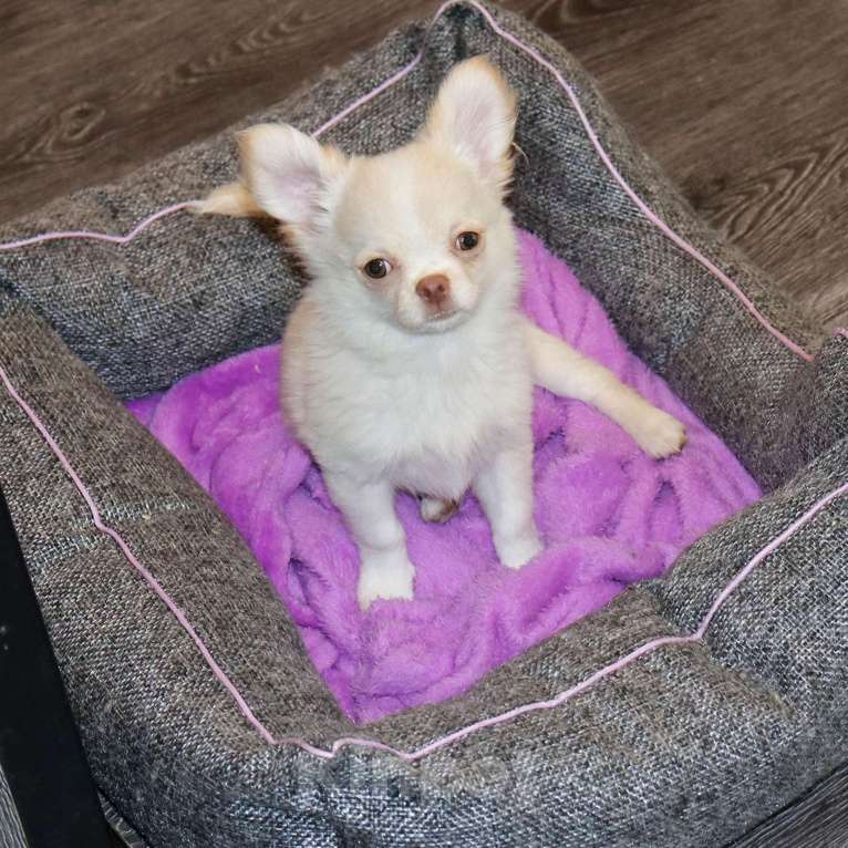 Собаки в Москве: Курносый красавчик чихуахуа Мальчик, 55 000 руб. - фото 2