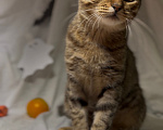 Кошки в Уфе: Котенок в добрые руки Девочка, Бесплатно - фото 5