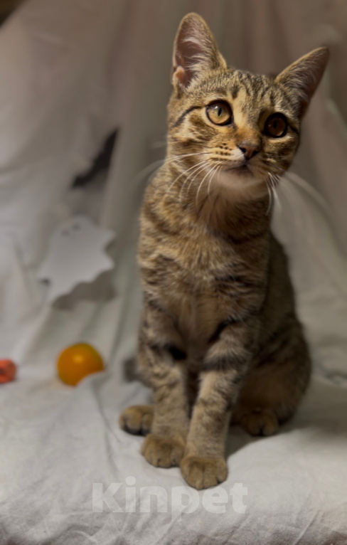 Кошки в Уфе: Котенок в добрые руки Девочка, Бесплатно - фото 5