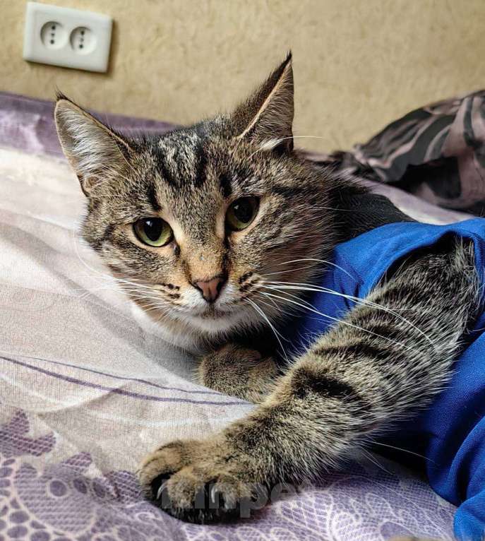 Кошки в Москве: Кошечка Пружинка в добрые руки.  Девочка, Бесплатно - фото 7