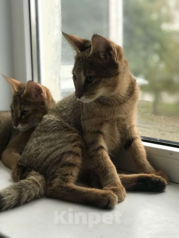 Кошки в Магнитогорске: Девочка мини рысь Девочка, 60 000 руб. - фото 3