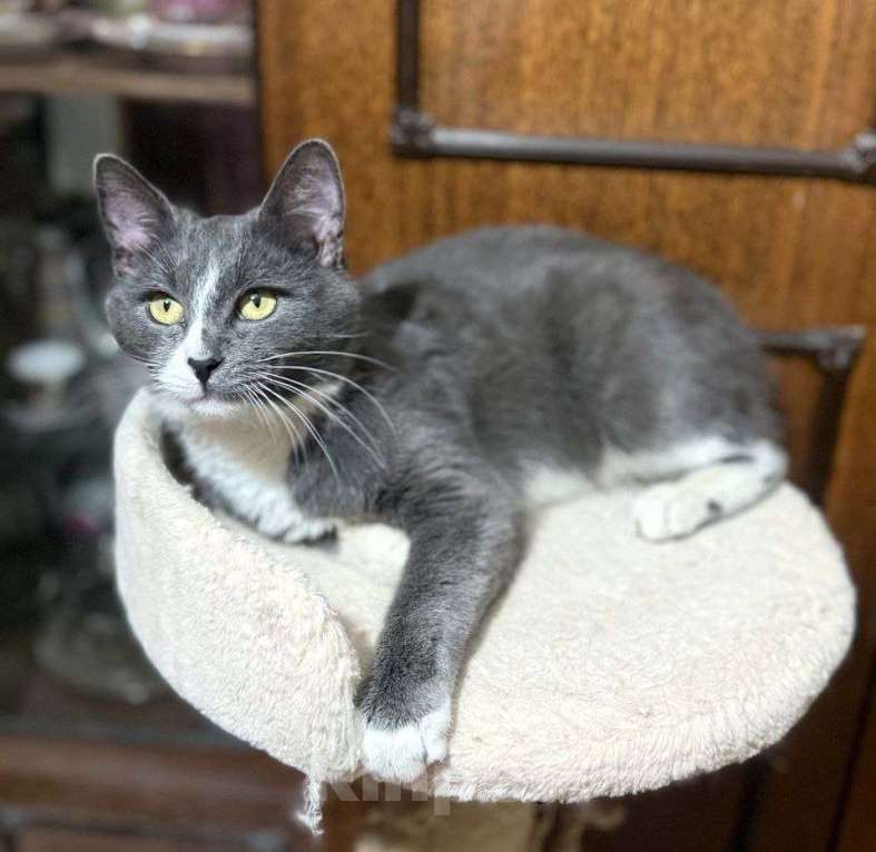 Кошки в Обнинске: красивый котик Семик ждет хозяина Мальчик, Бесплатно - фото 1