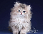 Кошки в Санкт-Петербурге: Британский длинношерстный котик Мальчик, 50 000 руб. - фото 1