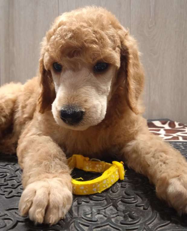 Собаки в Санкт-Петербурге: Пудель королевский рыжий Девочка, 60 000 руб. - фото 2