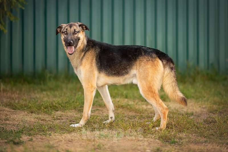 Собаки в Москве: Грей Мальчик, Бесплатно - фото 2