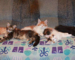 Кошки в Красноярске: Котята мейн кун от чемпионов породы, 20 000 руб. - фото 4