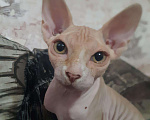 Кошки в Кстово: Котик 10 месяцев, 4 000 руб. - фото 4