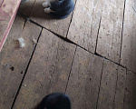 Кошки в Моздоке: 2 котёнка в добрые руки, 10 руб. - фото 2