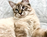 Кошки в Москве: Голубоглазый котенок Оксфорд ищет дом. Мальчик, Бесплатно - фото 2